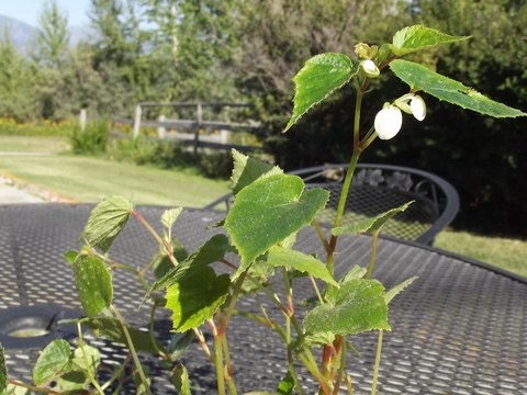 B. grandis ssp. sinensis